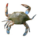 krabba