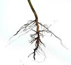 raíz