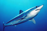 英語の単語「shark」を表す画像