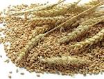 Une image illustrant le mot anglais wheat.