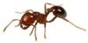 la formica