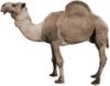 o camelo