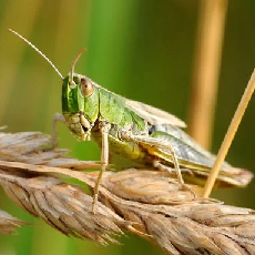 grasshopper