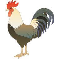 rooster