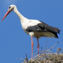 cigogne