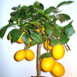 citronnier