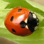 ladybird