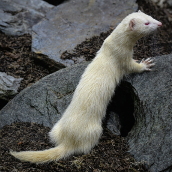 ferret