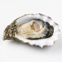 oyster