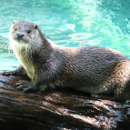 loutre