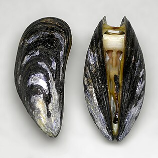 mussel