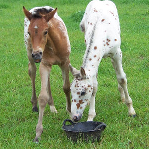 foal