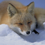 renard