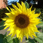 tournesol