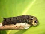 Ein Bild, das das italienische Wort larva veranschaulicht.